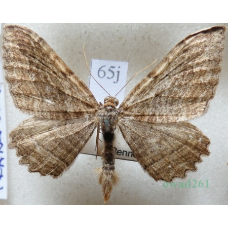 Philereme transversata (Hufnagel, 1767) male Paśnik poprzecznik Czech65j